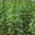 POZZUOLI/ Nove chili di cannabis nel giardino di casa: arrestato 58enne