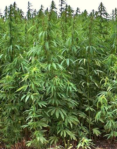 POZZUOLI/ Nove chili di cannabis nel giardino di casa: arrestato 58enne