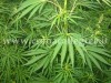 Arrestato mentre “cura” piante di marijuana