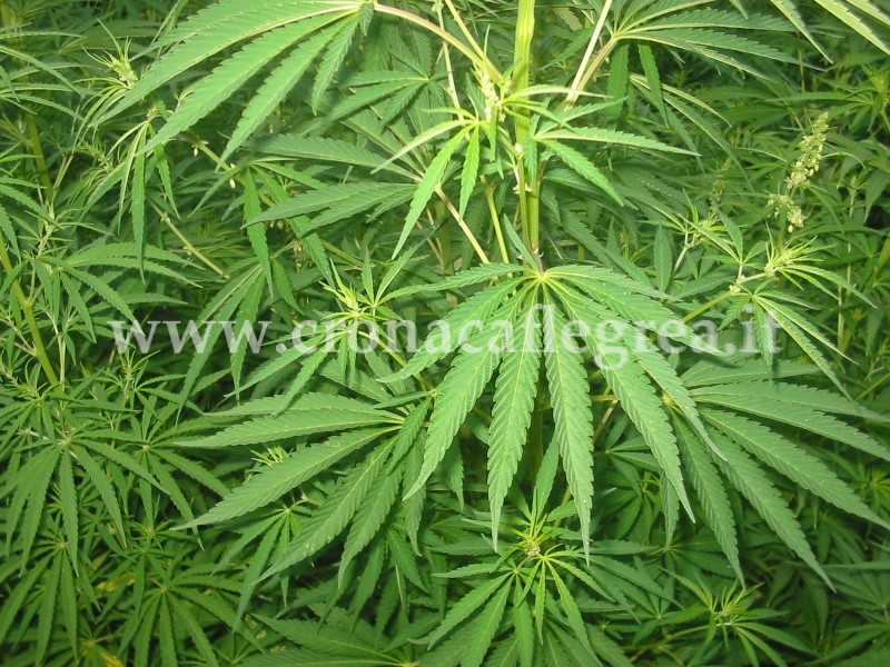 Arrestato mentre “cura” piante di marijuana