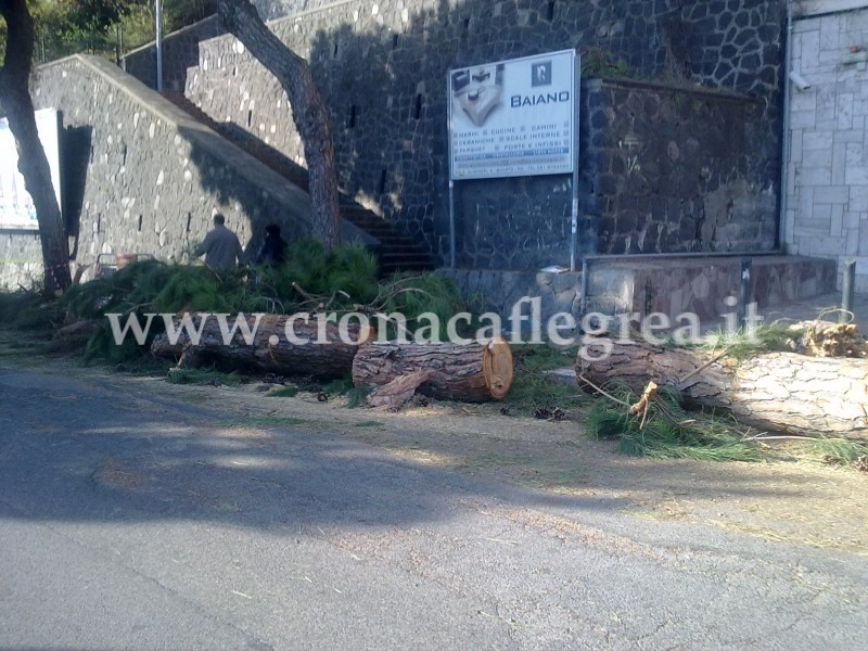 POZZUOLI/ Abbattimento alberi, il WWF chiede spiegazioni al comune: «E’ necessaria la manutenzione del verde pubblico» / LE FOTO