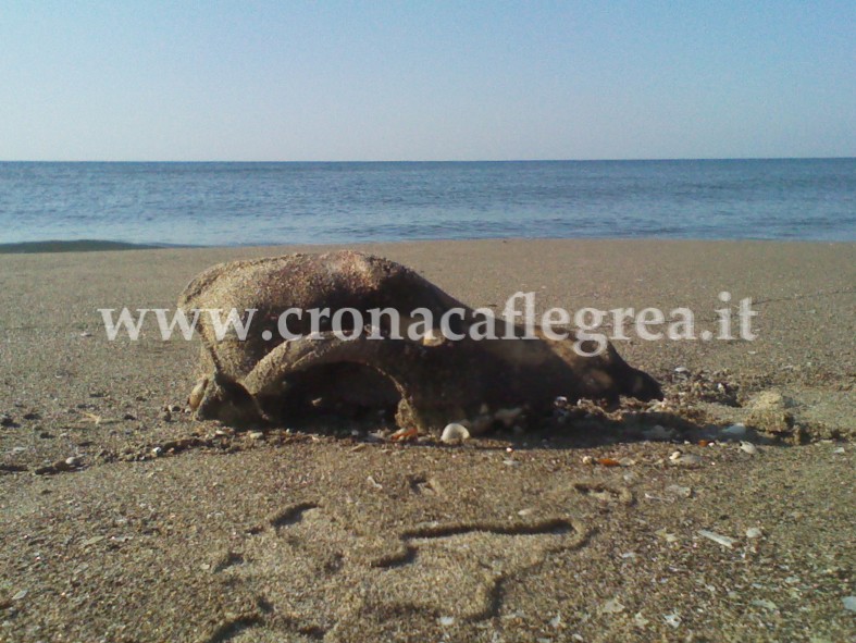 FOTONOTIZIA/ Un teschio di animale sull’arenile. Ecco cosa restituisce il mare a Licola.