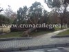 Crolla albero nella Villa comunale, paura a rione Toiano. Un altro Pino cade a Licola