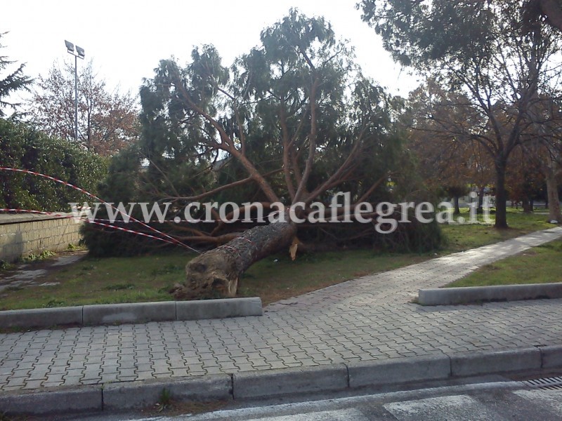 Crolla albero nella Villa comunale, paura a rione Toiano. Un altro Pino cade a Licola
