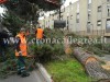 POZZUOLI/ Cade grosso albero, paura nel quartiere di Monterusciello