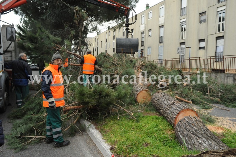 POZZUOLI/ Cade grosso albero, paura nel quartiere di Monterusciello