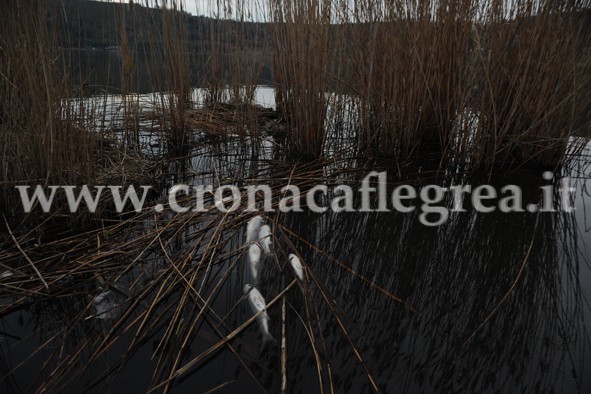 POZZUOLI/ Lago d’Averno, arrivano i risultati dell’Arpac. L’Assessore Romano: «I pesci sono morti per mancanza di ossigeno e non per inquinamento»