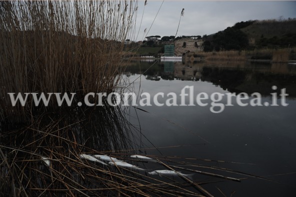 POZZUOLI/ Acqua torbida e scura: il Lago d’Averno puzza di morte – LE FOTO