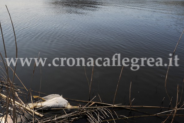 LAGO D’AVERNO/ Dopo i pesci muoiono anche gli uccelli – LE FOTO