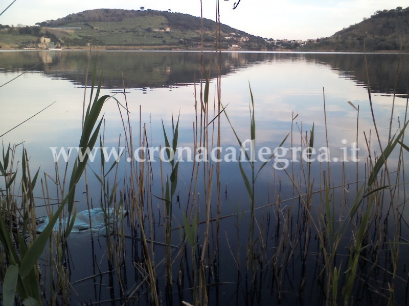 POZZUOLI/ Si arresta la moria dei pesci, ma preoccupa lo stato di salute del Lago D’Averno – LE FOTO