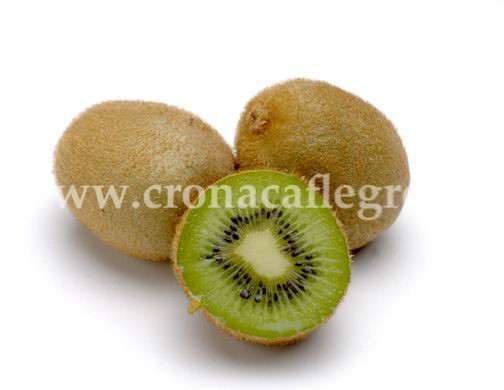 Il Kiwi è il Re dei frutti con proprietà antiossidanti….parola del Dottor Porzio