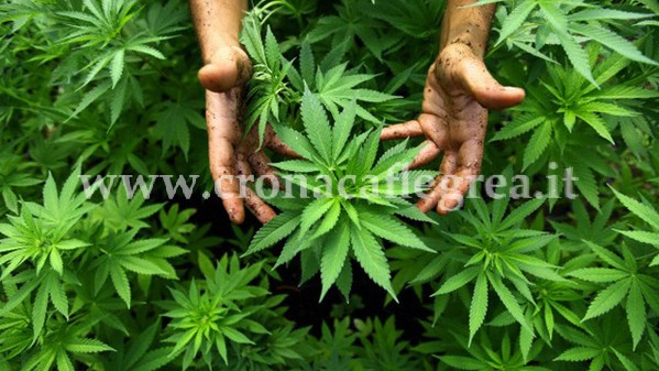 POZZUOLI/ Contadino scopre 7 piante di marijuana e chiama la Polizia