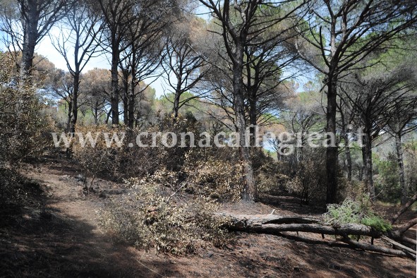 POZZUOLI/ Cavalli e cani sotterrati all’interno dell’Oasi Montenuovo