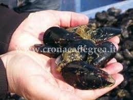 POZZUOLI/ Blitz al mercato, trovati frutti di mare in cattivo stato di conservazione: 2 denunce
