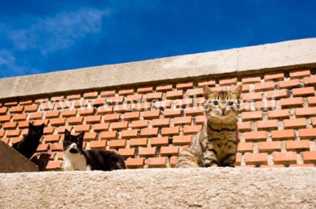 A causa di un cane e 12 gatti nel nostro palazzo non si vive più