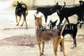 A Pozzuoli ci sono troppi cani randagi