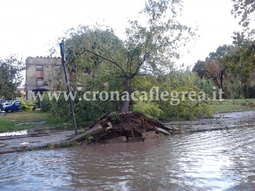 Un albero caduto - foto di repertorio