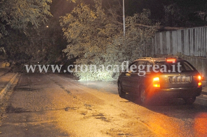 MALTEMPO/ E’ allarme alberi: nella notte caduti altri due a Monterusciello- LE FOTO