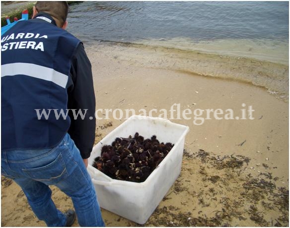 POZZUOLI/ Frutti di mare e pesci pericolosi per la salute, blitz della Guardia Costiera