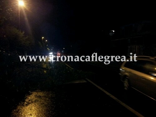 L'albero caduto in via Campi Flegrei