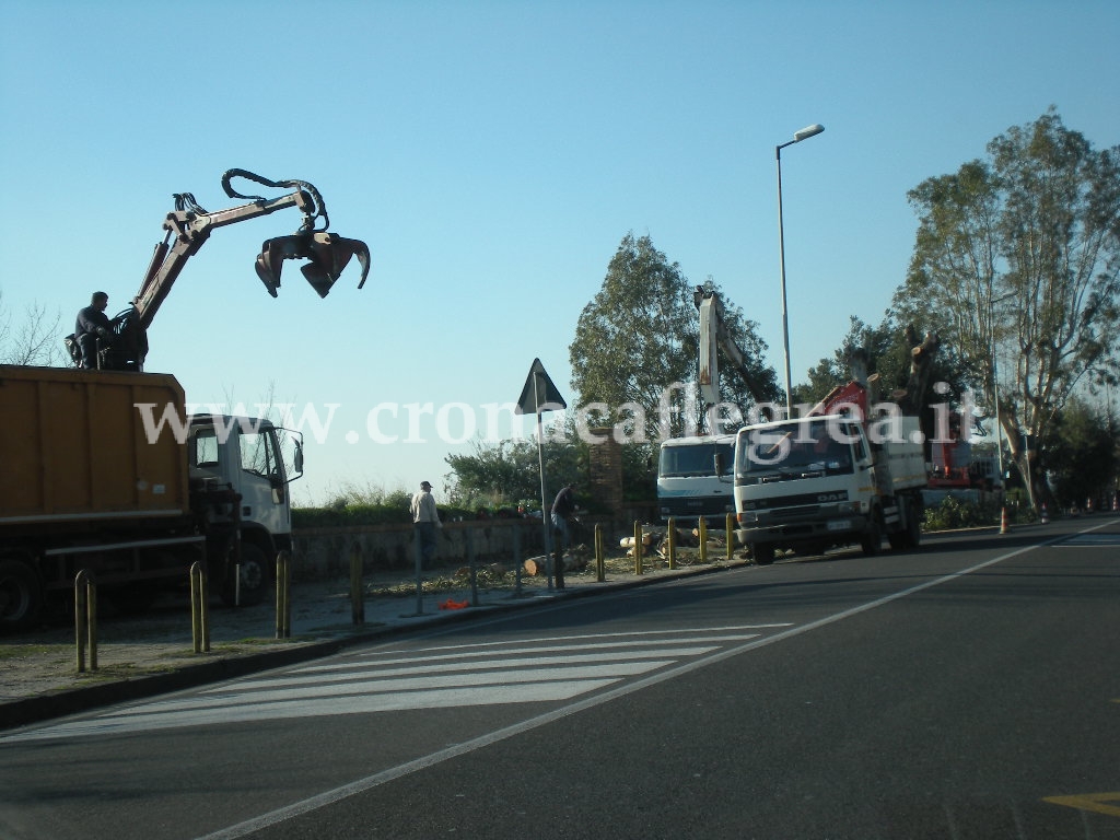 MALTEMPO/ Pericolo alberi, disposti interventi lungo le strade