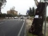 FOTONOTIZIA/ A Pozzuoli gli alberi diventano bacheche