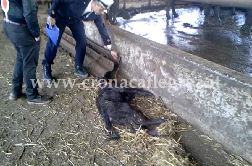 LITORALE DOMITIO/ Liquami e carogne di animali scaricati in mare: sequestrata azienda zootecnica – LE FOTO SHOCK