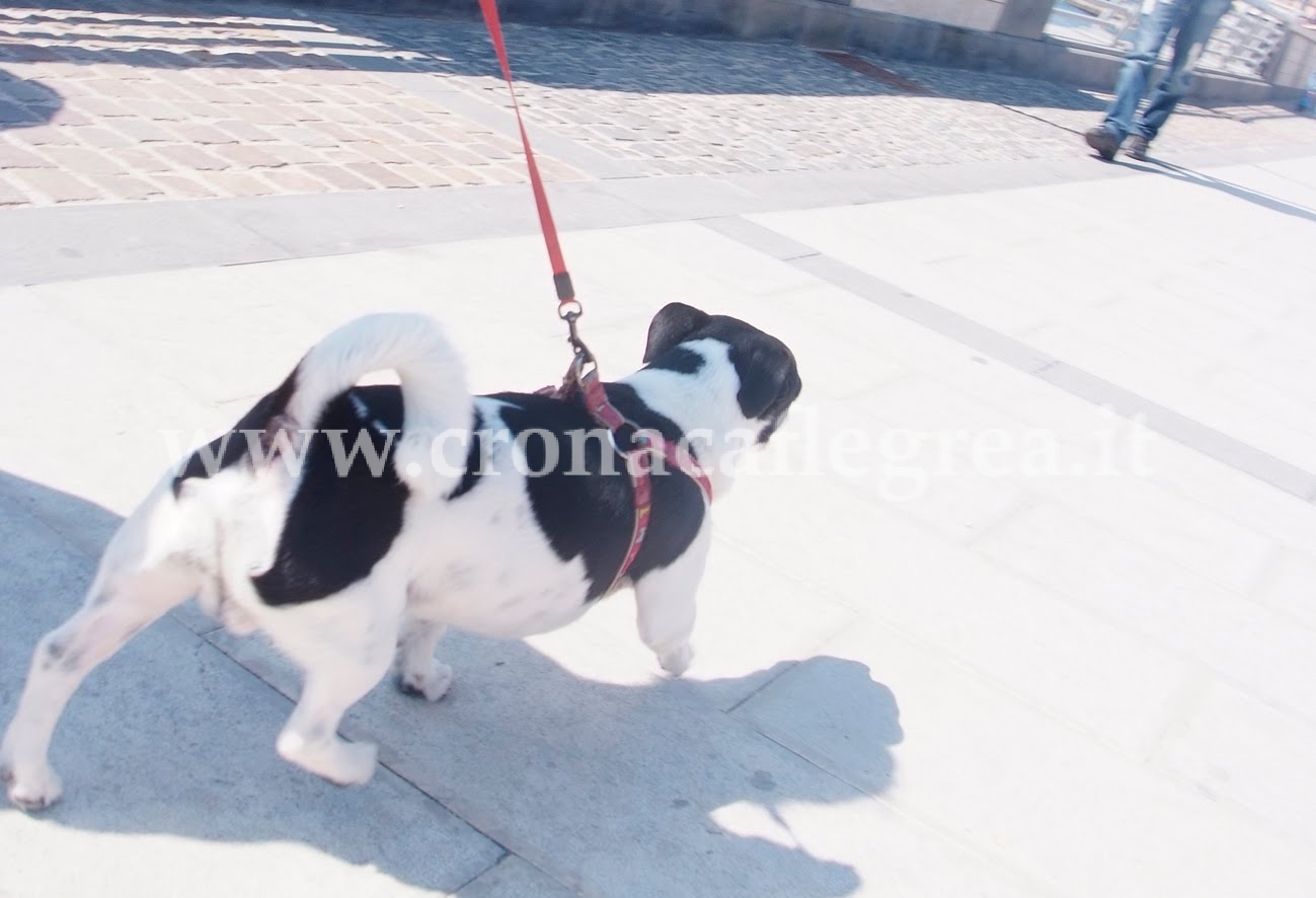 Sindaco Figliolia facciamo portare i cani a guinzaglio