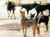 POZZUOLI/ 76enne vagabonda con cani: il quartiere si mobilita