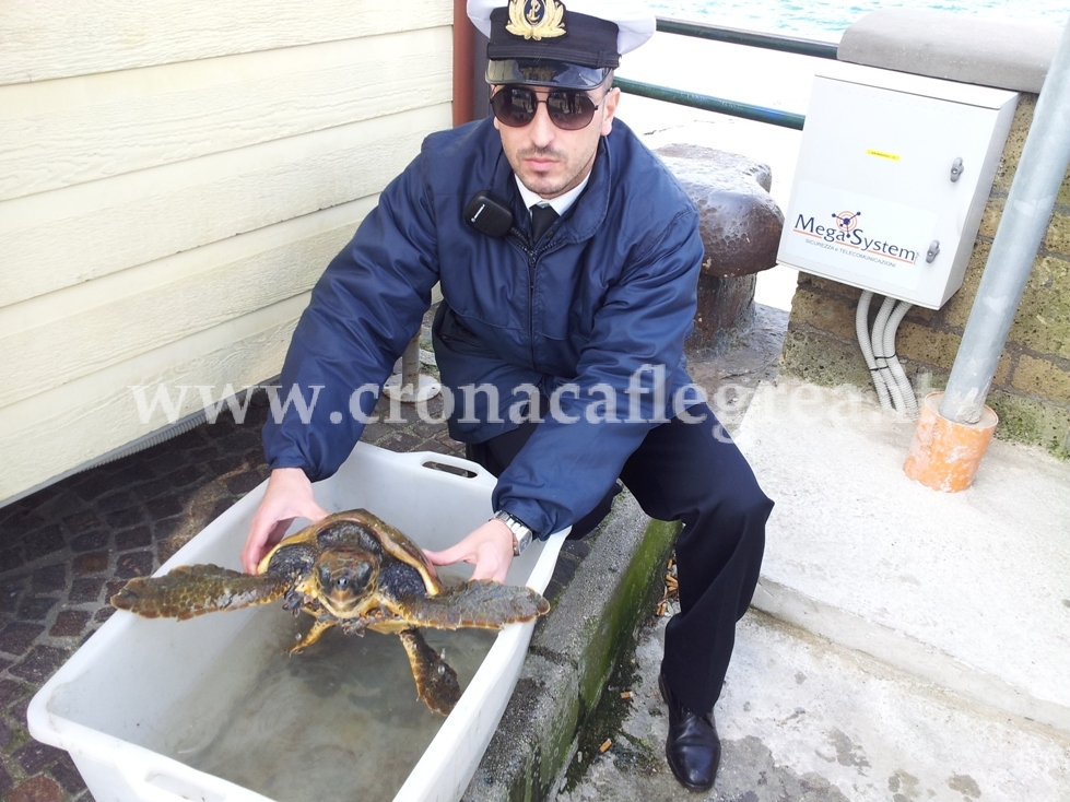 POZZUOLI/ Recuperato in mare raro esemplare di tartaruga