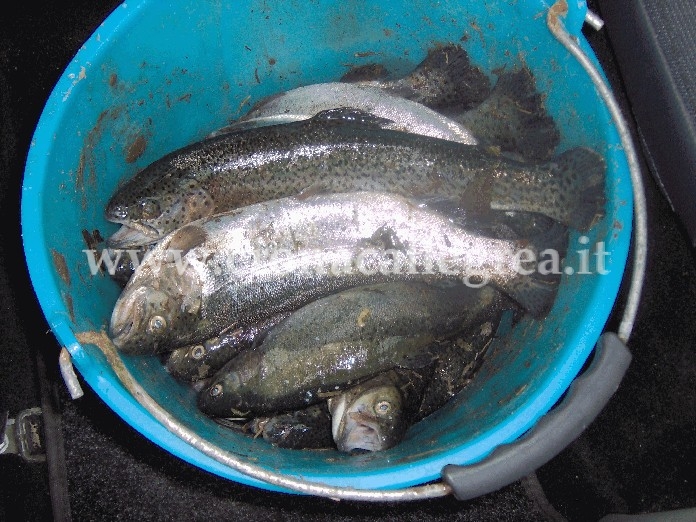 Pesci e frutti di mare venduti in acqua sporca: sequestri sul porto di Pozzuoli