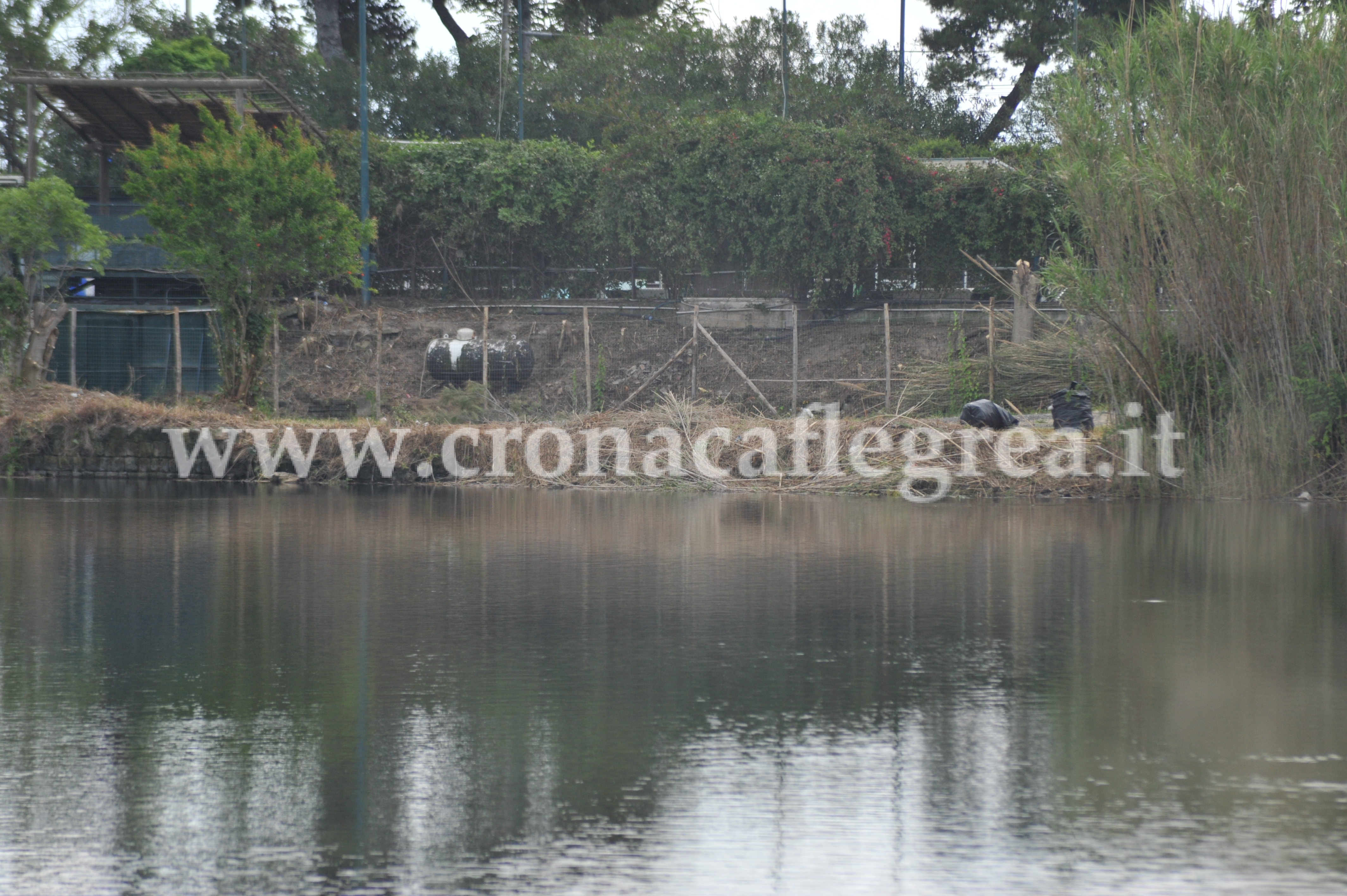 POZZUOLI/ “Scompare” canneto, scempio misterioso sul Lago Lucrino – LE FOTO