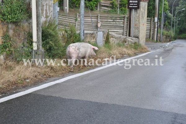 FOTONOTIZIA/ Maiale a passeggio sullo Scalandrone