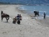 POZZUOLI/ Degrado spiaggia di Cuma Licola, ambientalisti all’attacco