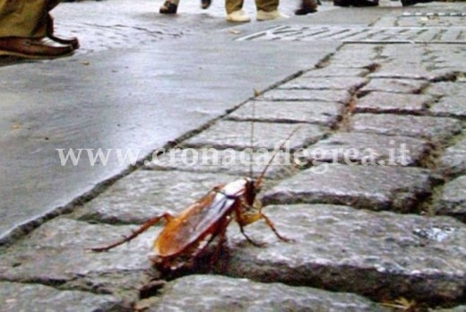 Le blatte rosse avvistate a Pozzuoli