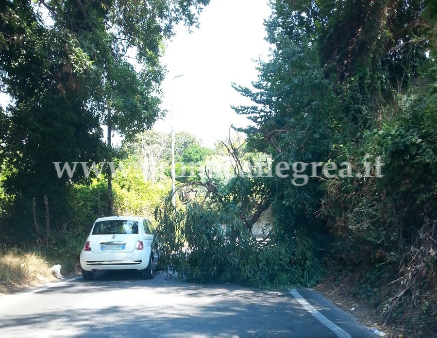 POZZUOLI/ Cade albero e invade strada