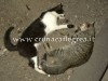 Decine di gatti uccisi, taglia di 500 euro per chi fa arrestare lo sterminatore