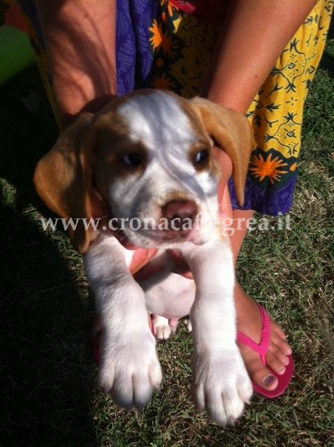 VARCATURO/ Furto in villa, ladri portano via cucciolo di beagle