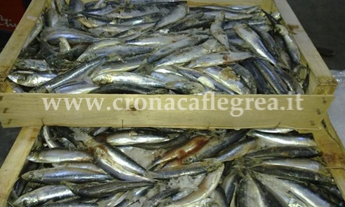 POZZUOLI/ Sequestrati dieci chili di pesce nocivo alla salute