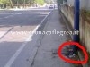 FOTODENUNCIA/ Aria irrespirabile per un gatto in decomposizione sul marciapiede