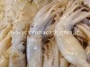 CURIOSITA’ DAL MONDO/ Donna di 63 anni dà alla luce 12 piccoli calamari