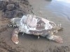 BACOLI/ A Miliscola trovata morta una tartaruga Caretta Caretta, «E’ stato uno shock» – LE FOTO