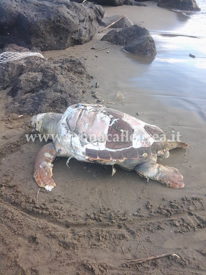 BACOLI/ A Miliscola trovata morta una tartaruga Caretta Caretta, «E’ stato uno shock» – LE FOTO
