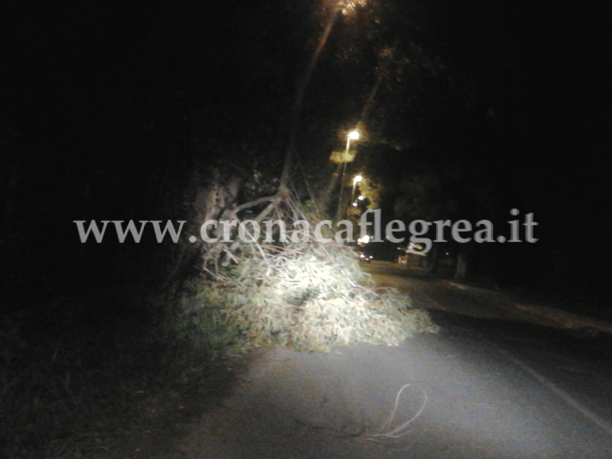 POZZUOLI/ Ramo si stacca da un albero e invade la strada