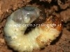 CURIOSITA’ DAL MONDO/ Soffre di mal di testa, scopre di avere larve carnivore che le mangiano il cranio
