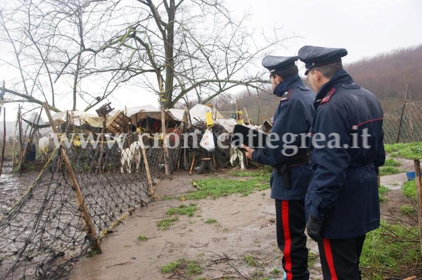 POZZUOLI/ Blitz dei Carabinieri al Castagnaro, scoperto allevamento-lager