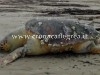 POZZUOLI/ Tartaruga “Caretta Caretta” ingerisce amo e finisce in spiaggia: salvata dalla Capitaneria