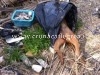 POZZUOLI/ Orrore a Monterusciello, cani morti nei sacchi della spazzatura – LA FOTO SHOCK