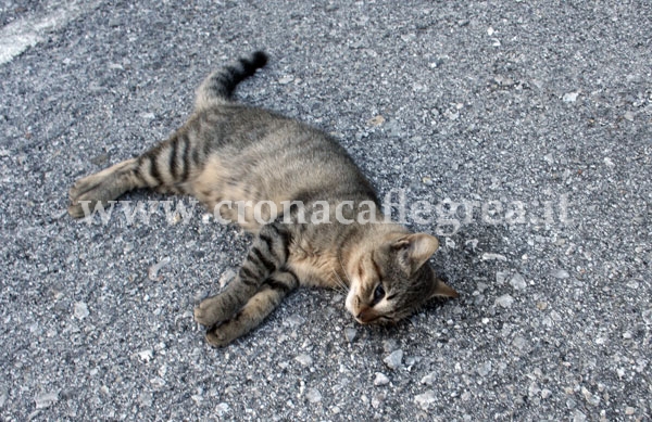 POZZUOLI/ Gatti avvelenati al Rione Toiano «Prima di morire hanno sofferto atrocemente»