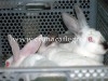 Scoperta macellazione clandestina di conigli, denunciati marito e moglie